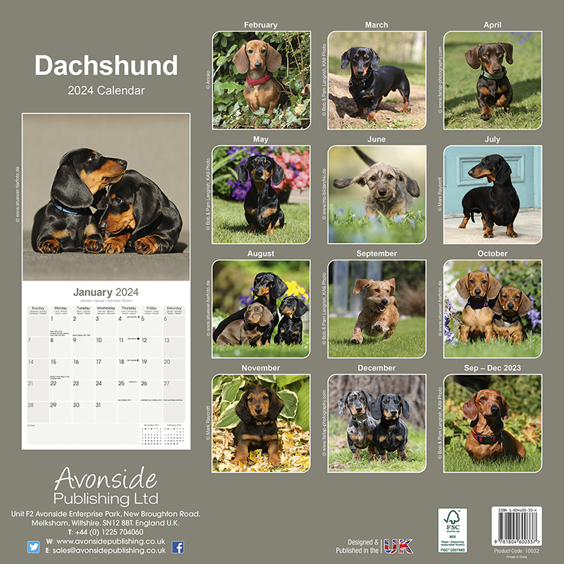 Dachshund Calendar 2024 (Square) Dogs Naturally